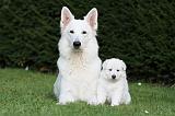 BERGER BLANC SUISSE - ADULTS ET PUPPIES 080